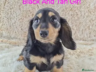 Miniature Dachshund dogs Long coat Miniature Dachshund Puppies - Advert 8