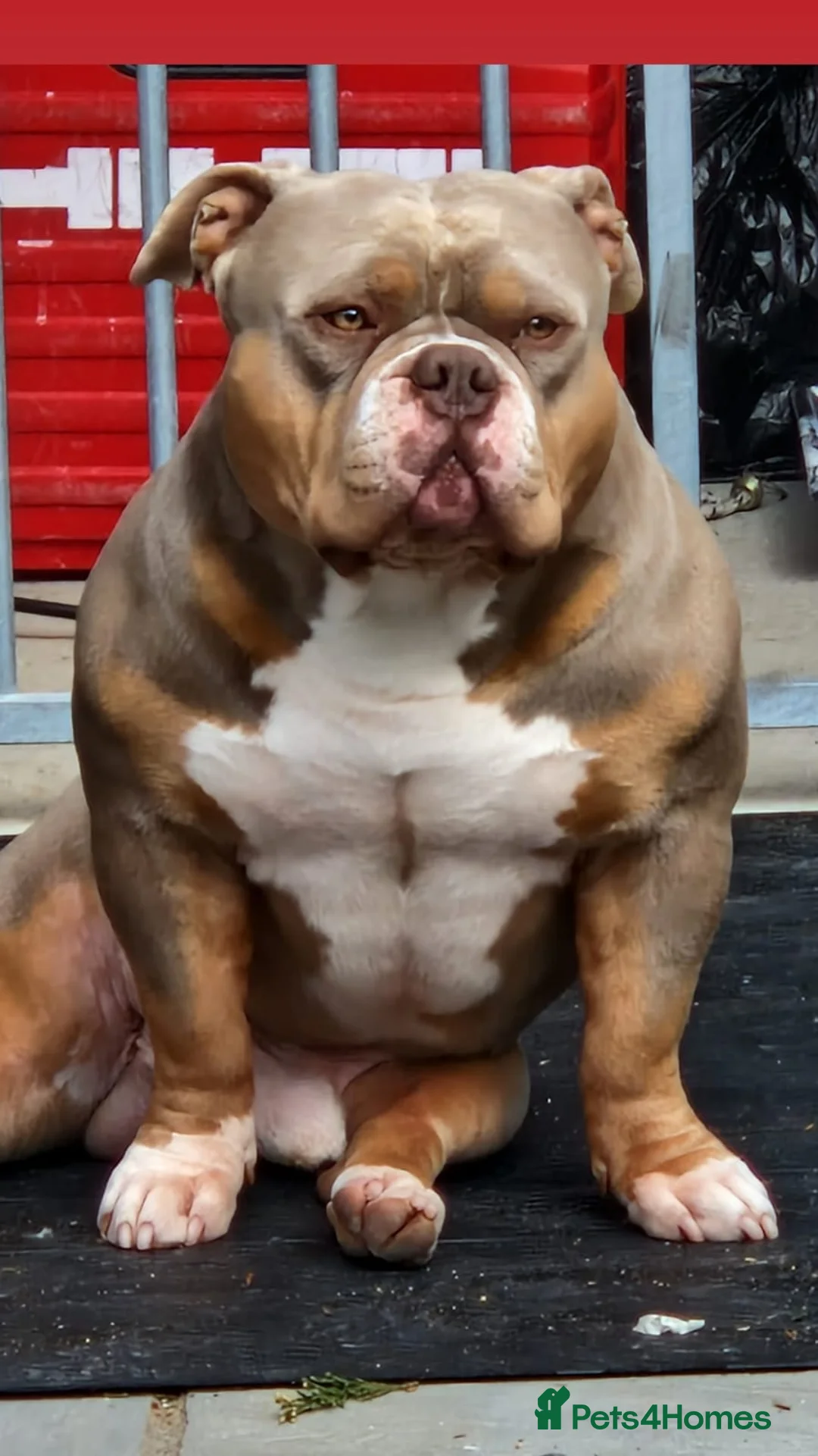 American Bully dogs for stud: American Pocket Bully PROVEN ! in Dartford - Advert 5