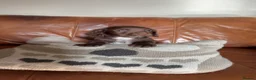 Sprocker dogs for sale: Beautiful sprocker puppies - Advert 3