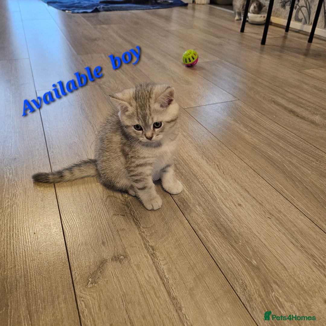 Scottish Fold cats for sale: 2 Adorable Scottish fold kittens left  - Advert 17