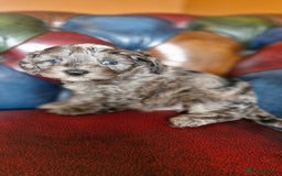 Cavapoo dogs for sale: Gorgeous f1b Cavapoo puppys.Health tested parents  - Image 27