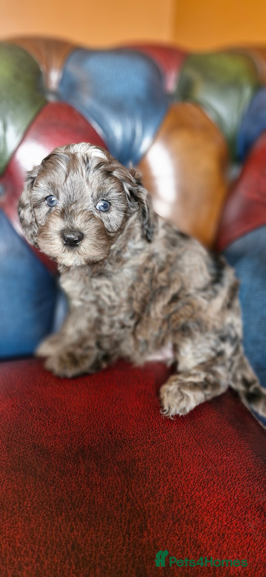 Cavapoo dogs for sale: Gorgeous f1b Cavapoo puppys.Health tested parents  - Image 27