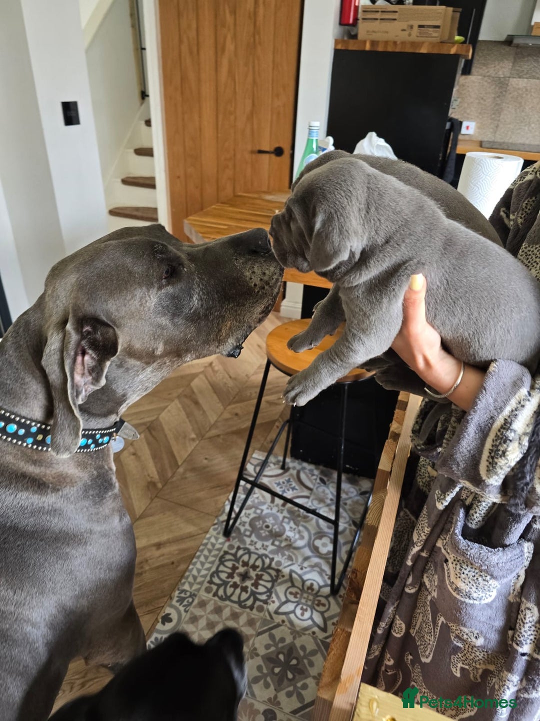 Great Dane dogs for sale: KC registered Great Danes  blues & black - Image 12
