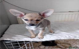 Miniature Pinscher dogs for sale: Mini pinscher for sele  - Image 17