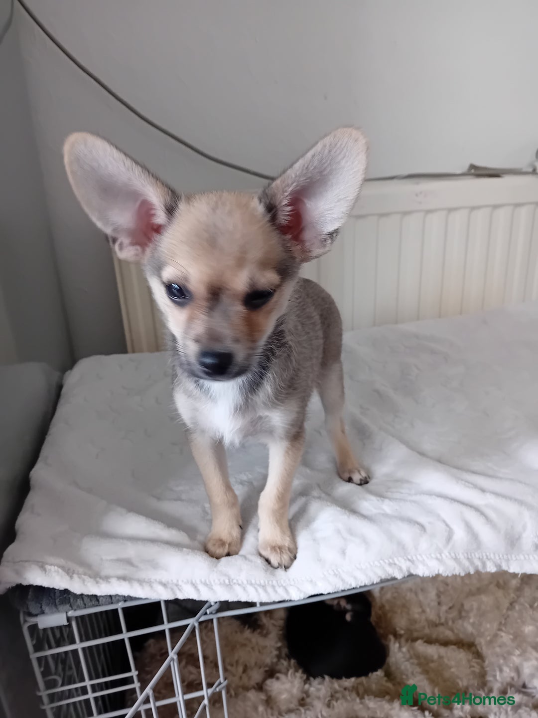 Miniature Pinscher dogs for sale: Mini pinscher for sele  - Image 17