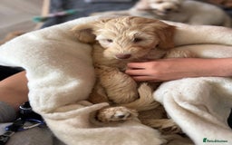 Australian Labradoodle dogs for sale: Genuine Australian Labradoodle (not poodle-lab mix in Wallington - Image 37