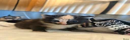 Mixed Breed cats for sale: Kittens ready to leave  - Advert 9