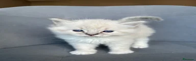 Ragdoll 3