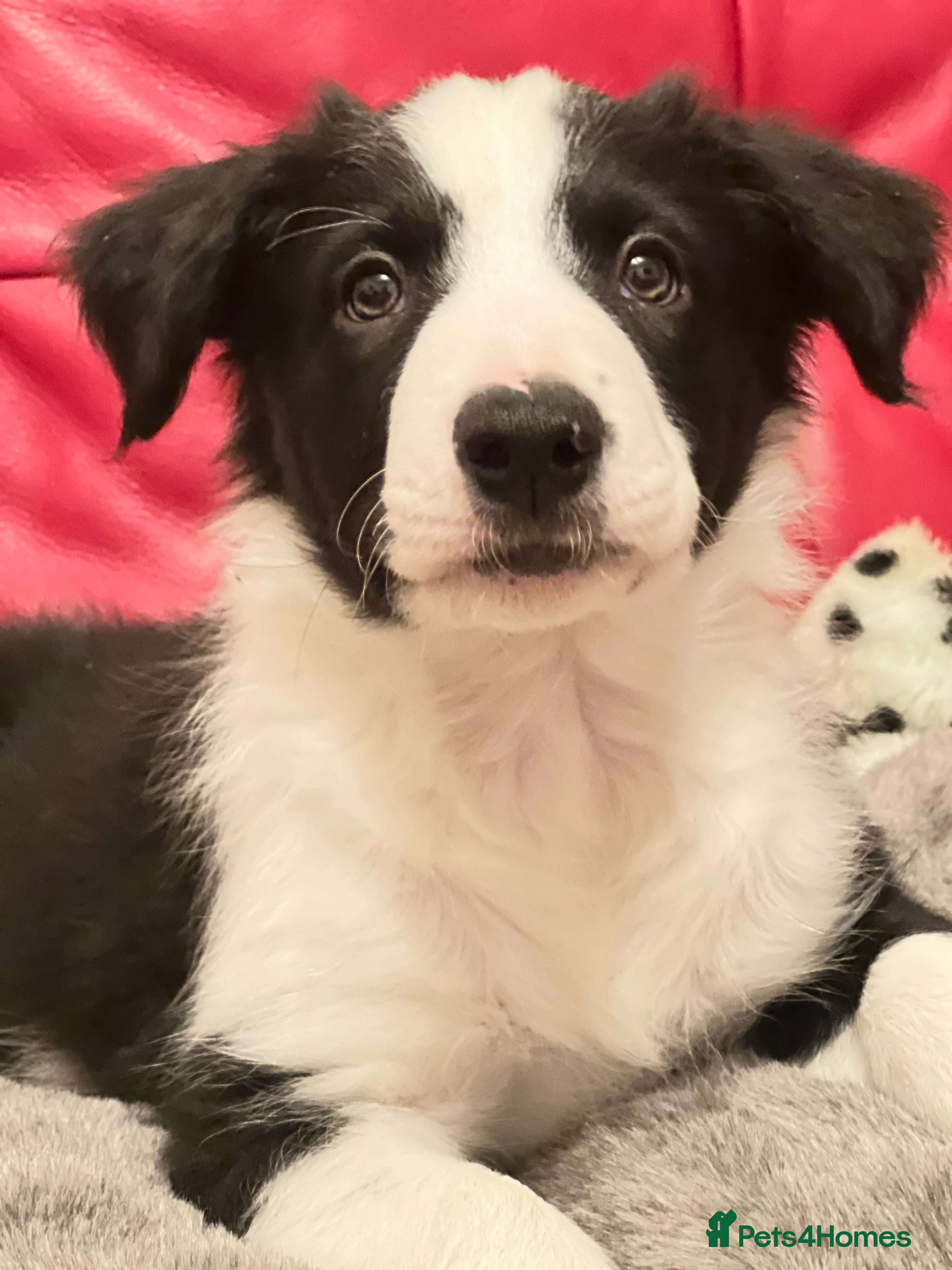 Border Collie Koolie Adoption Stunning Koolie Coolie PUPS