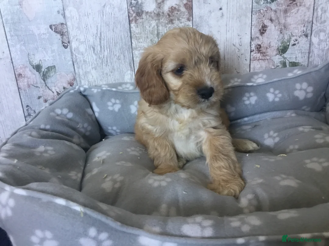 Cavapoo dogs for sale: Adorable Cockalierpoo pups ( so cute) - Advert 37