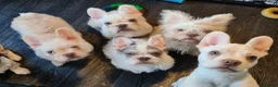 French Bulldog dogs for sale: 5 French bulldog puppies. Pied fluffy - Advert 11