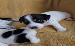 Jack Russell dogs for sale: Tricolour short legs Jack Russell  - Image 3