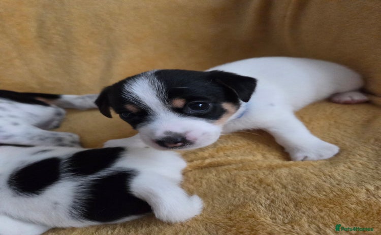 Jack Russell dogs - Advert 1