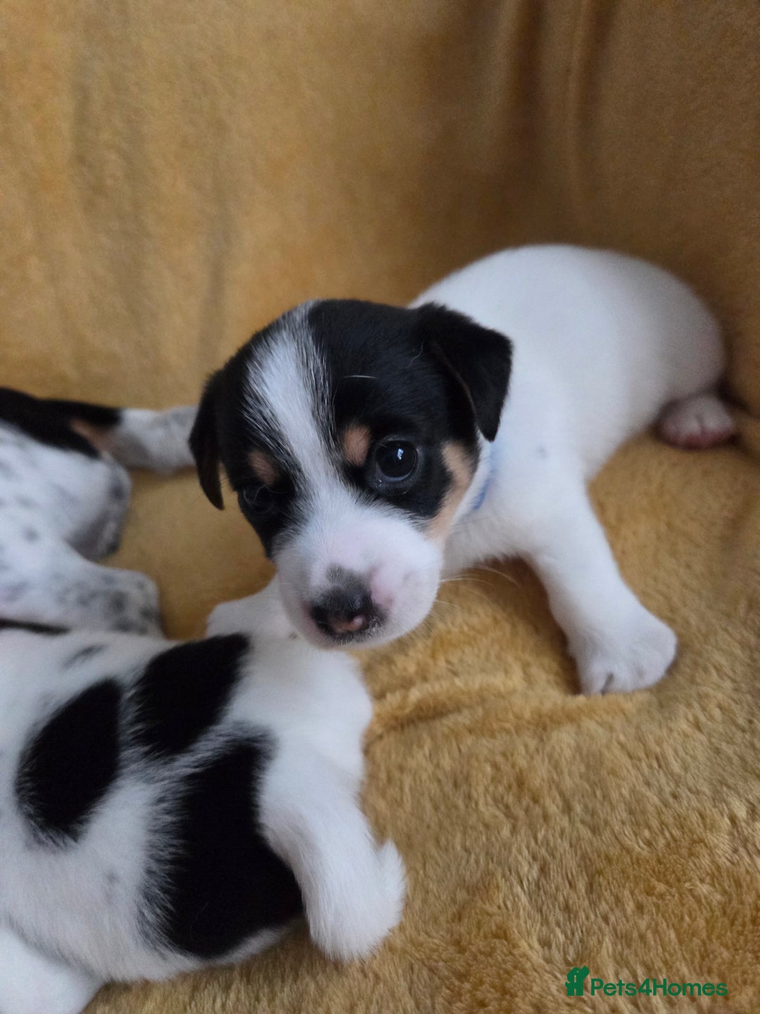Jack Russell dogs for sale: Tricolour short legs Jack Russell  - Image 3