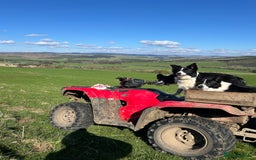 Border Collie dogs for sale: Collie pups  - Image 6