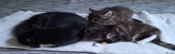 Mixed Breed cats for sale: Beautiful kittens 😻 ready for a new home  - Advert 3
