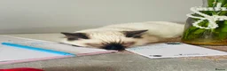 Ragdoll cats for stud: Ragdoll for stud Proven TICA&GCCF Registered💙 in Bristol - Advert 30