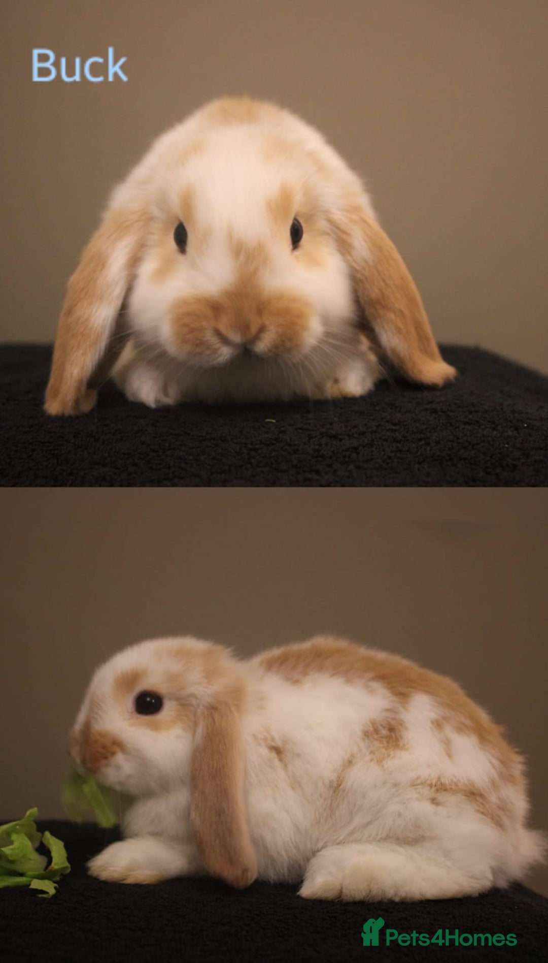 Mini Lop rabbits for sale: Stunning mini lop bunnies, 8wks, ready to collect - Advert 4