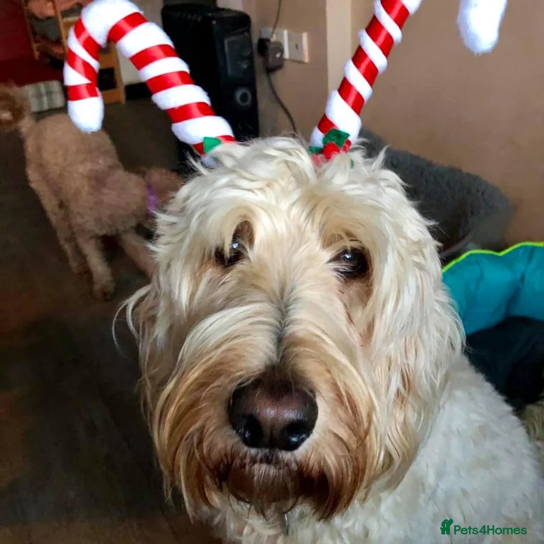 Goldendoodle dogs for sale: Multigenerational Doodles Licensed Tested Boys - Advert 11