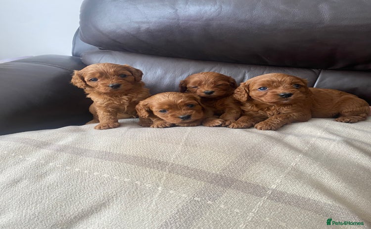 Cavapoo dogs - Advert 16