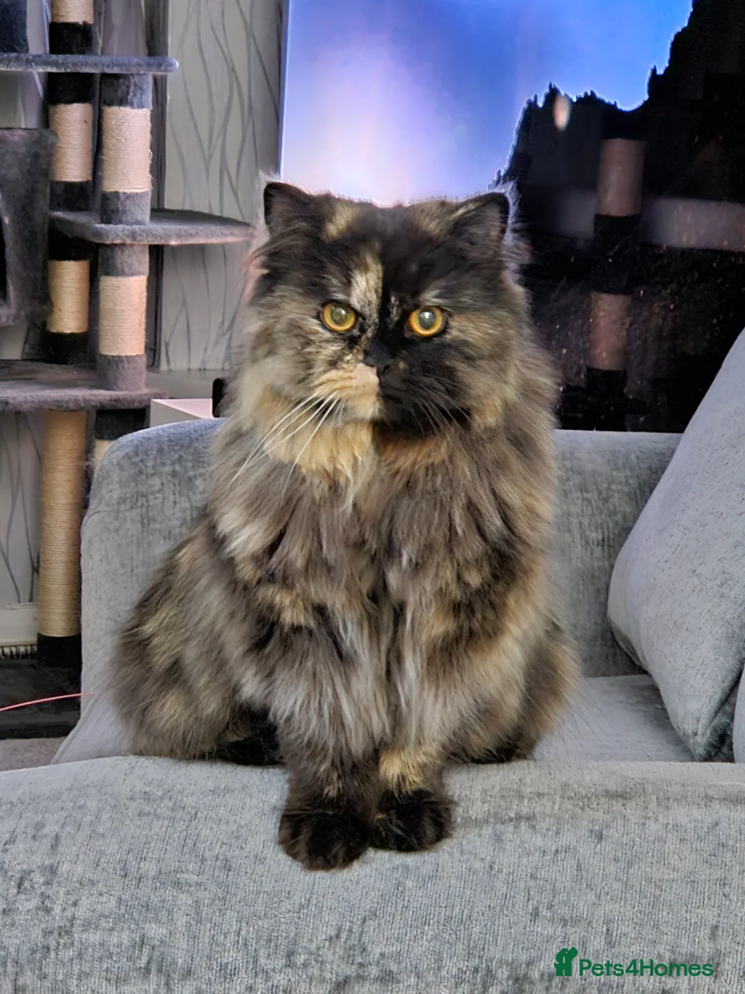 British Longhair cats for sale: British Long Hair. 1 Year Old. Spayed. - Advert 2