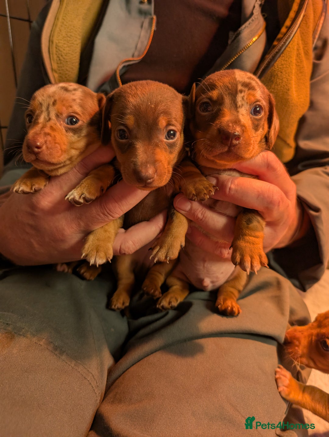 Mixed Breed dogs for sale: 3/4 Mini Dachshund 1/4 Jack Russell - Advert 3