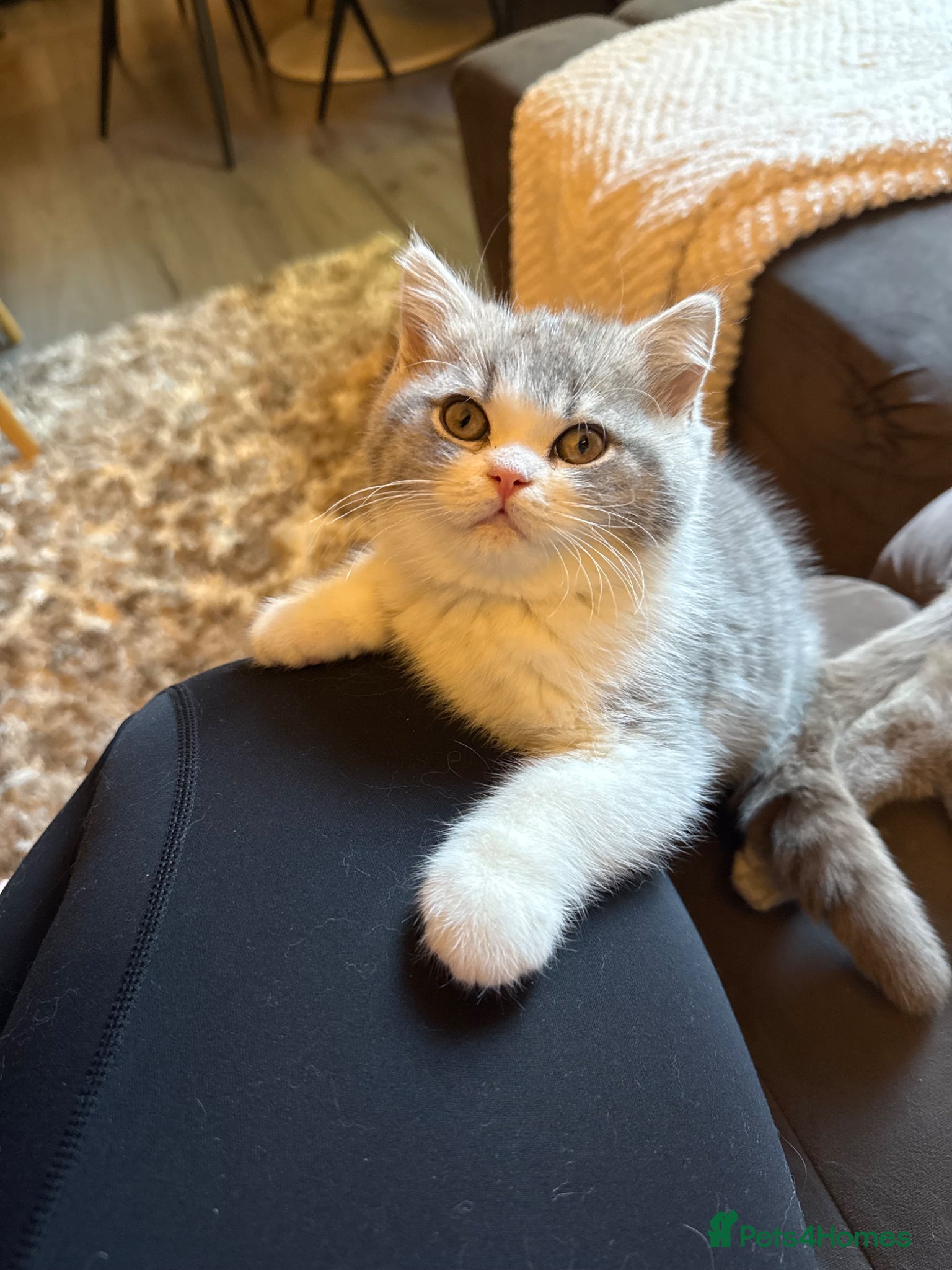 British Shorthair cats Champion line kittens 😻🥇🏆  - Advert 4