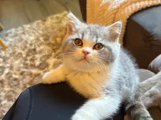 British Shorthair cats Champion line kittens 😻🥇🏆 - Advert 4