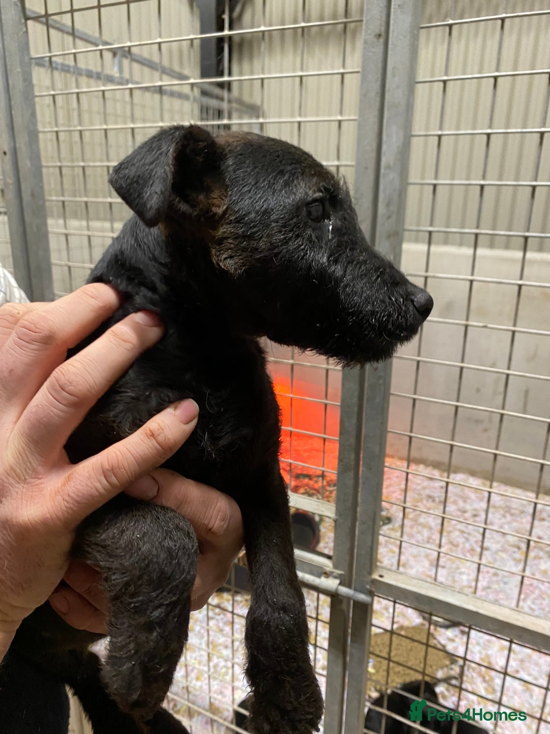 Mixed Breed dogs for sale: Lakeland x Patterdale Dog Puppy for Sale  - Advert 1