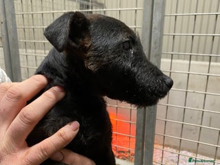 Mixed Breed dogs Lakeland x Patterdale Dog Puppy for Sale - Advert 15