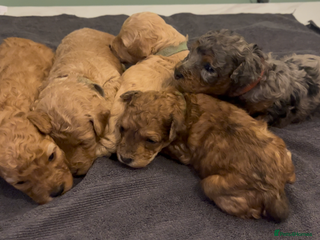 Miniature Poodle dogs Miniature poodle puppies - Advert 9