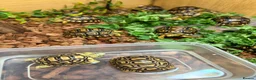 Tortoise reptiles for sale: Leopard Tortoises- babies - Advert 14