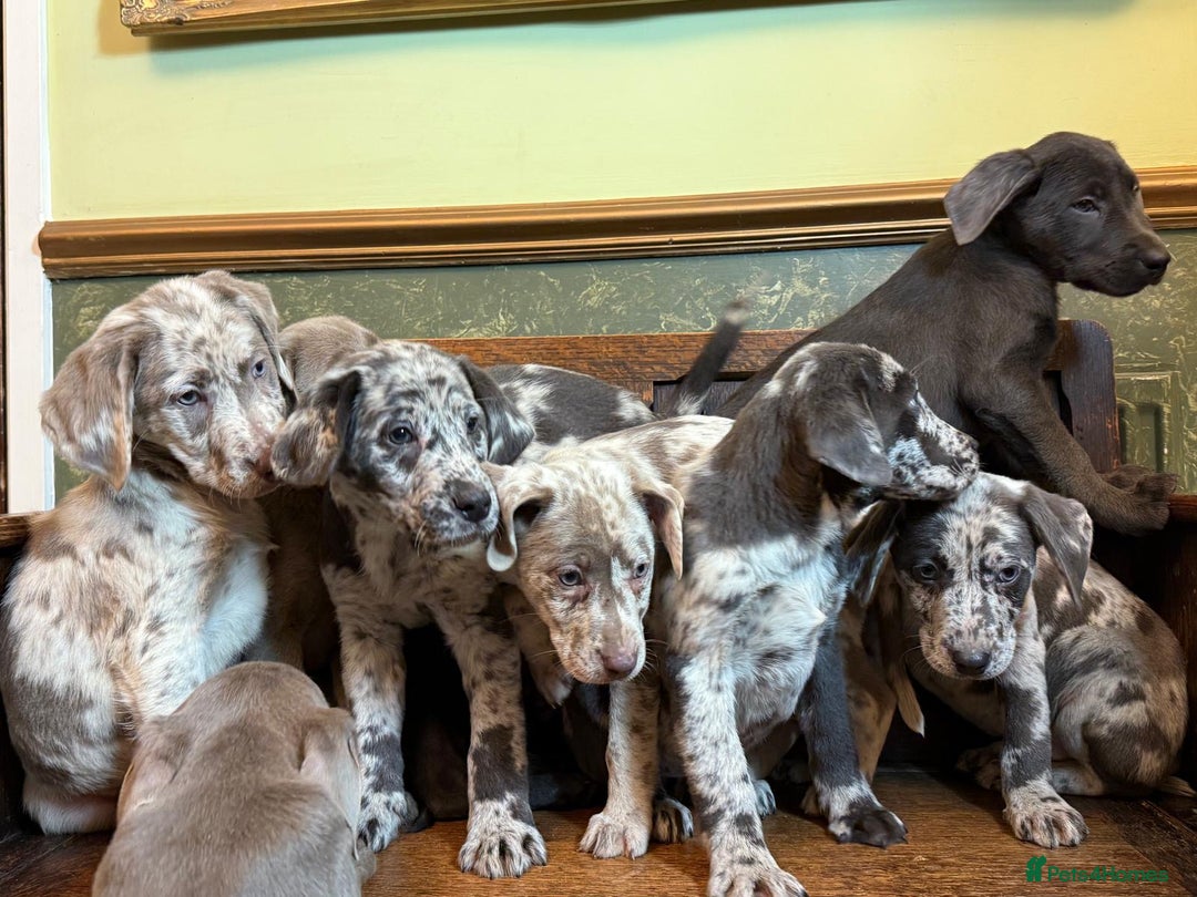 Labrador Retriever dogs for sale: Merle, Silver and Charcoal Labrador Puppies  - Image 6