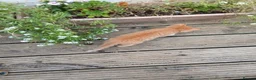 Mixed Breed cats for sale: Beautiful kittens  - Advert 18