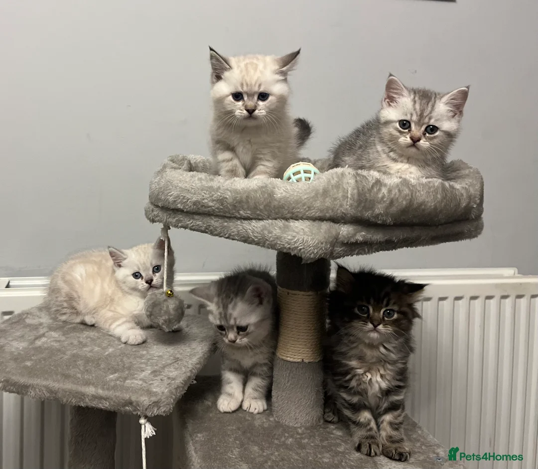 British Shorthair cats for sale: A beautiful kittens British shorthair  - Advert 1