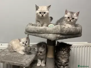 British Shorthair cats A beautiful kittens British shorthair - Advert 11