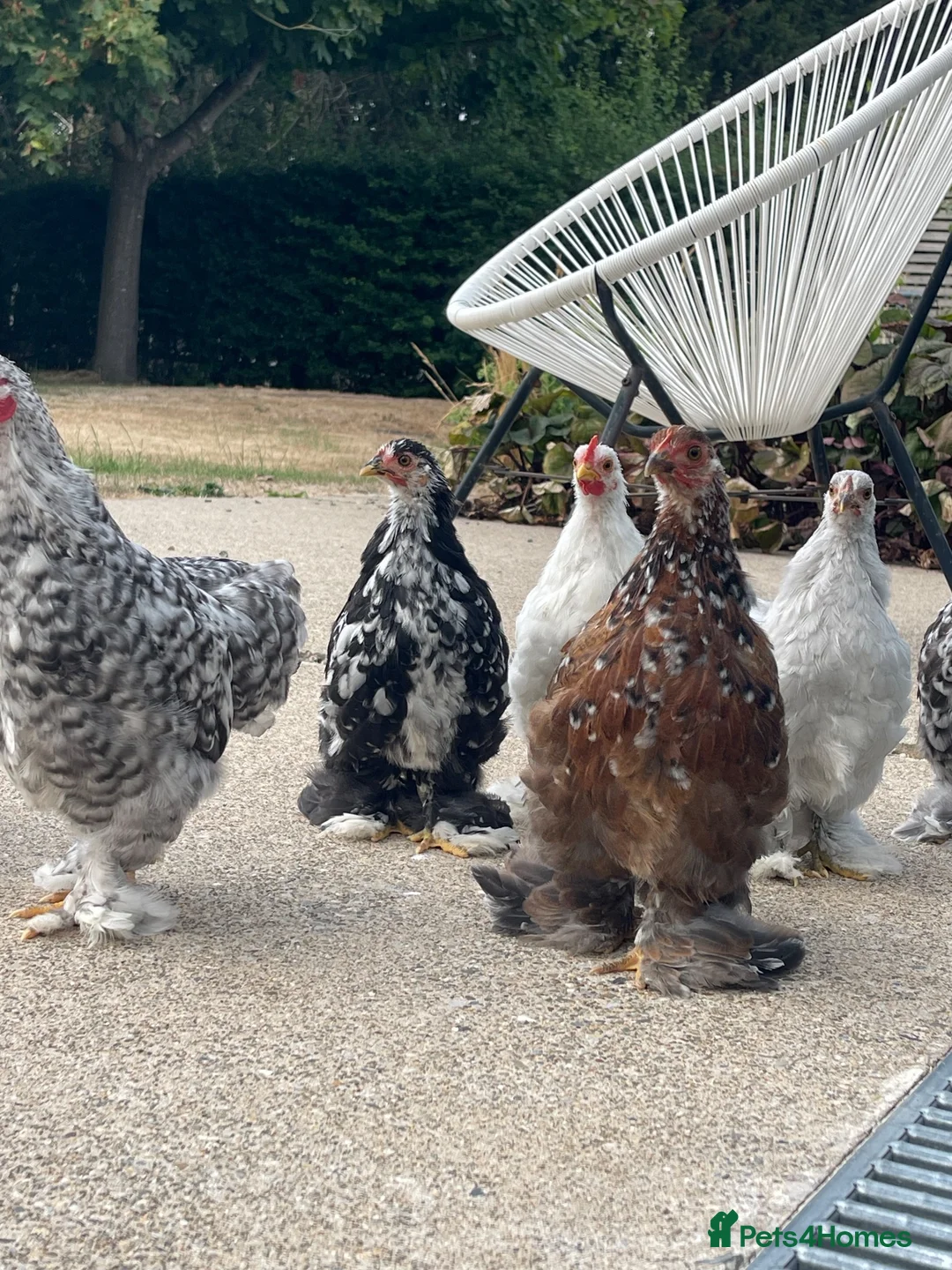 Chickens poultry for sale: Pekin Bantams in Chester - Advert 6