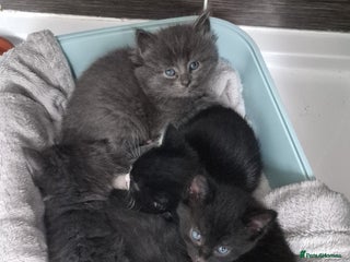 Mixed Breed cats for sale - Advert 1