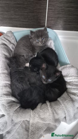 Mixed Breed cats - Advert 1