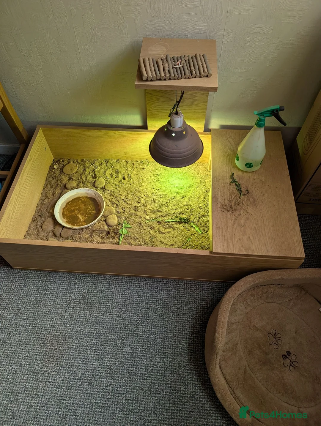 Hermann Tortoise reptiles for sale: House hermann tortoise for sale in Huntingdon - Advert 5