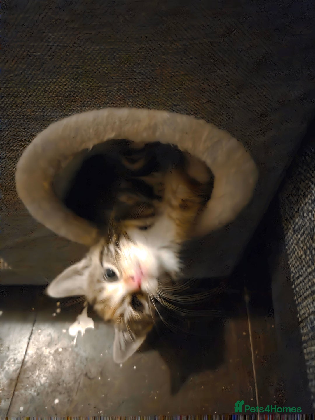 Mixed Breed cats for sale: 2 beautiful female kittens for sale  - Image 4