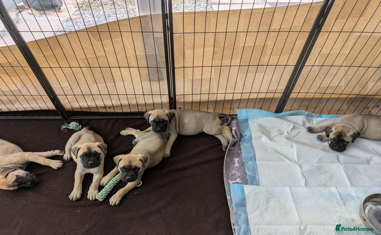 Bullmastiff dogs - Advert 1