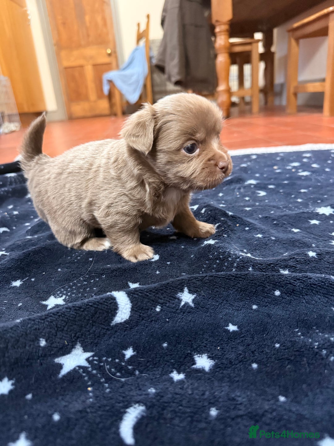 Mixed Breed dogs for sale: Outstanding chihuahua x miniature JRT puppies - Advert 3