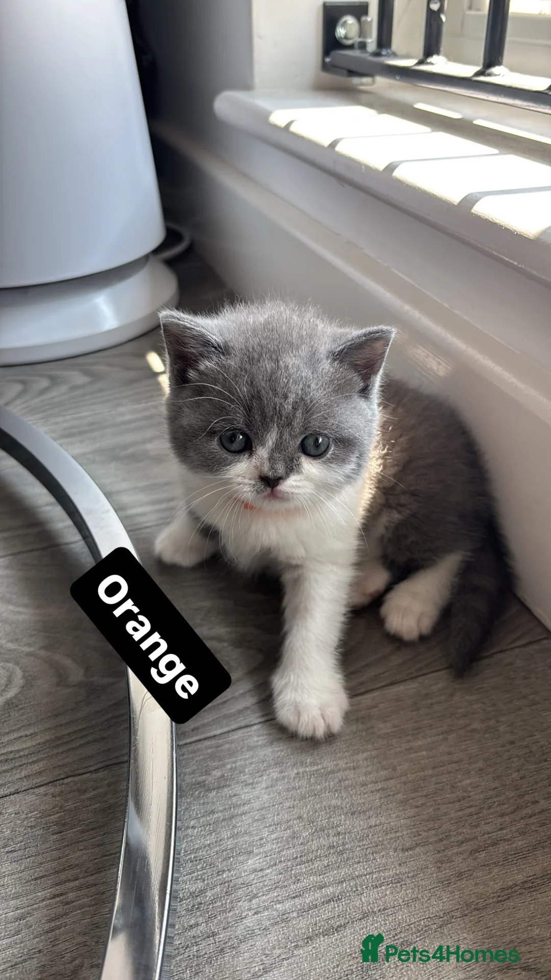 British Shorthair cats for sale: 🧸1 Chunky British Shorthair Kittens left🧸 - Advert 21
