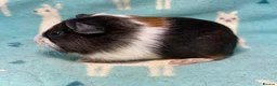 Guinea Pig rodents for sale: Tri baby boy brothers ready to reserve  - Advert 2
