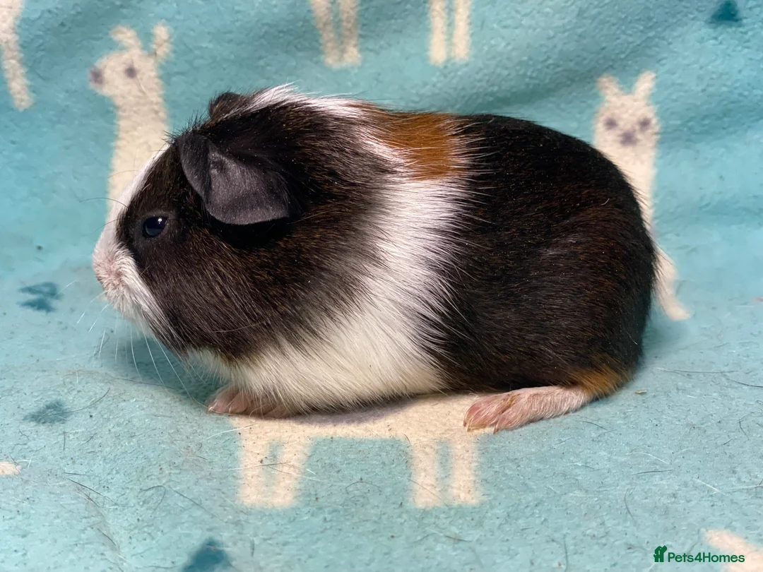 Guinea Pig rodents for sale: Tri baby boy brothers ready to reserve  - Advert 2