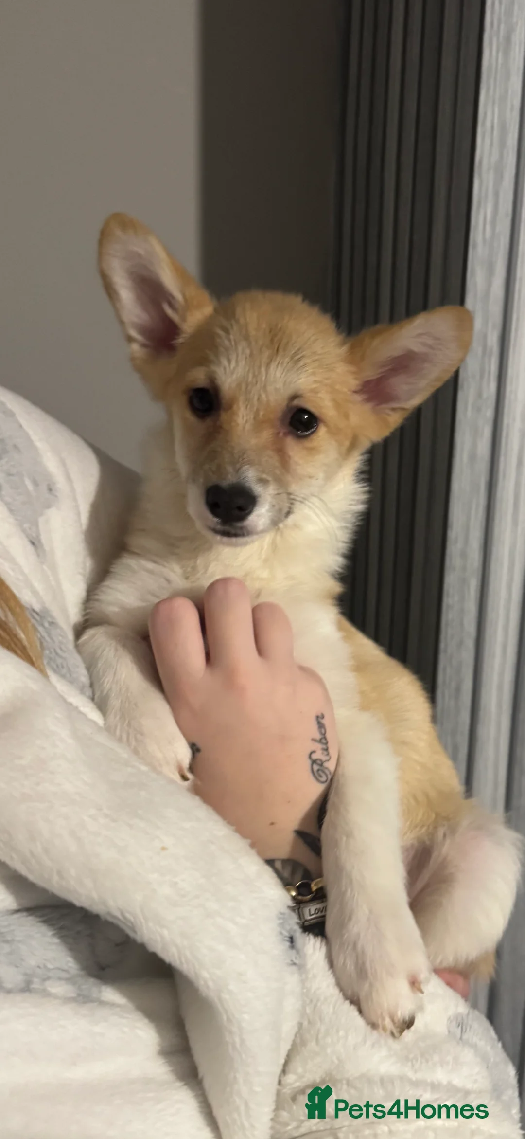 Welsh Corgi Pembroke dogs for sale: Last girl Welsh Pembroke corgi READY TO LEAVE - Advert 21
