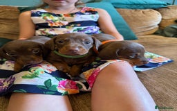 Miniature Dachshund dogs for sale: 3 miniature dachshund boys left for sale - Image 1