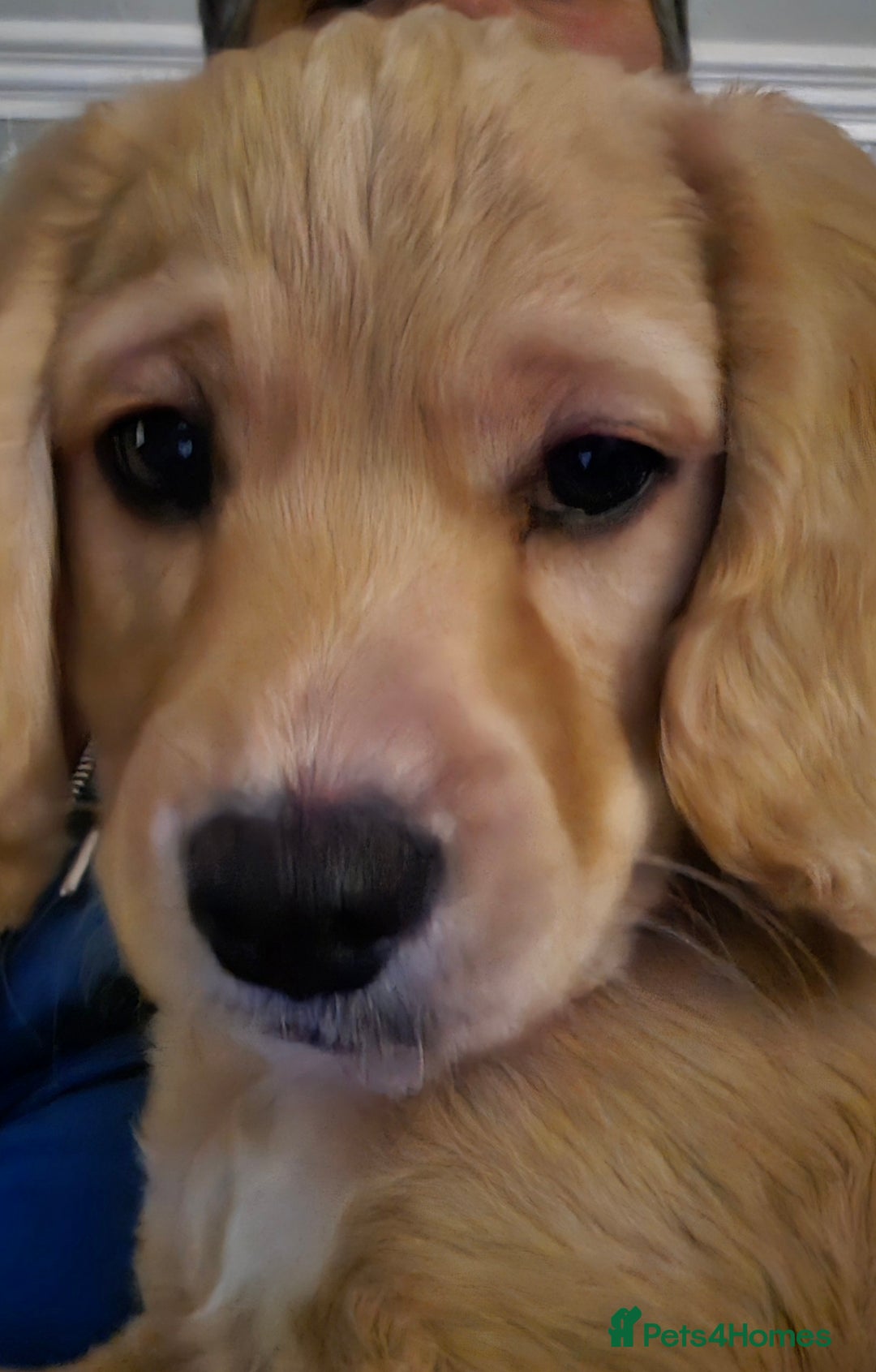 Cockapoo dogs for sale: cockapoo - Advert 1