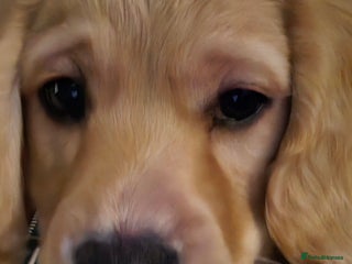 Cockapoo dogs cockapoo - Advert 9